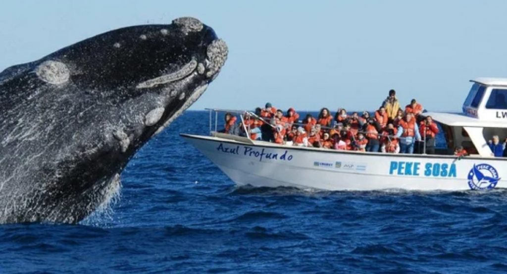 Temporada de ballenas en Argentina: cuáles son los mejores lugares para verlas durante las vacaciones de invierno